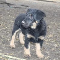 Kysa wurde gefunden, Hund zur Adoption