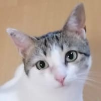KITTY, Katze zur Adoption