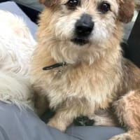 FRED - lieber kleiner Opi........, Hund zur Adoption