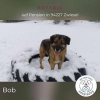 Bob: Überschwänglicher Riese (in D), Hund zur Adoption