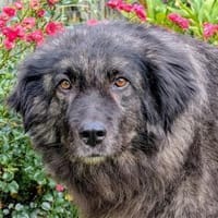 Layla - wartet in 91080 Spardorf, Hündin zur Adoption
