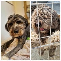Layla - ein schönes,stolzes Mädchen, Hündin zur Adoption
