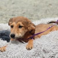 Aurora möchte ihr Herz verschenken..., Hündin zur Adoption