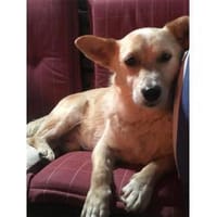 Karlito - wartet in 64521 Groß-Gerau, Hund zur Adoption