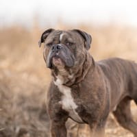 Bruno, Hund zur Adoption