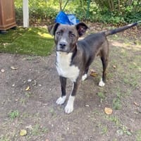SMOKY - (Welpe, Entdecker, lebensfroh), Hund zur Adoption