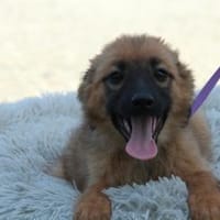 Merina sucht ihr Für-Immer-Zuhause!, Hündin zur Adoption