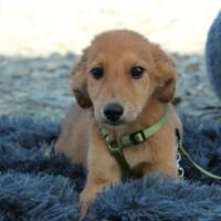 Benji sucht seine Lieblingsmenschen..., Hund zur Adoption