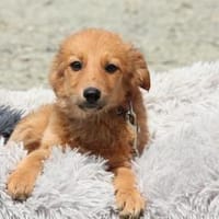 Lotina unsere kleine Schönheit ..., Hündin zur Adoption