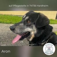 Aron: Herz auf 4 Pfoten NOTFALL (in D), Hund zur Adoption