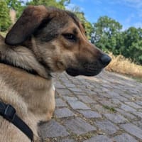 freundliche Tierschutzhündin Nena, Hündin zur Adoption