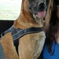 Bedda. Die Schöne sucht Lieblingsmensche, Hündin zur Adoption