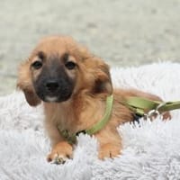 Simo sucht seine liebevolle Familie...., Hund zur Adoption