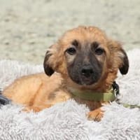 Moo sucht sein Für-Immer-Zuhause!, Hund zur Adoption