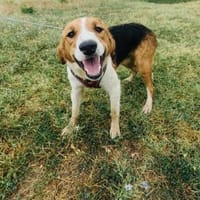 Toller Rüde sucht ein Zuhause, Hund zur Adoption