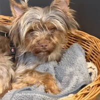 Schokonase Willow 77776 Bad Rippoldsau, Hündin zur Adoption