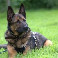 Hektar sucht seine Menschen, Hund zur Adoption