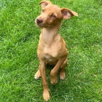 Mira kleiner Welpe sucht sein Glück, Hündin zur Adoption