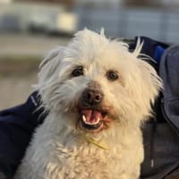 Pihe-BR  Kleine Herzenshündin, Hündin zur Adoption