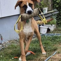 Taran hätte so gerne ein eigenes Zuhause, Hund zur Adoption