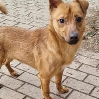 LEO-Pat♥geseliger Rüde sucht 4ever🏡, Hund zur Adoption