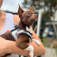 MINNIE, chienne à adopter