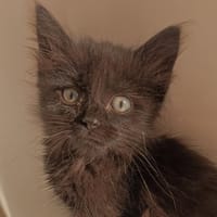 KIM CHA, chatte à adopter