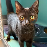 JUNIOR, chat à adopter