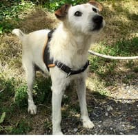 Baldwin, chien à adopter