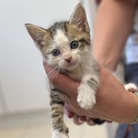 DONUT C, chat à adopter