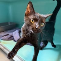 CLARK, chat à adopter