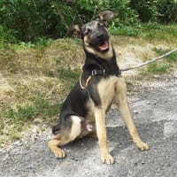Vicky, chien à adopter