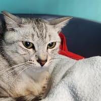 PARK QCT, chat à adopter