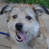 BOBI CHAO, chien à adopter