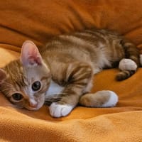 BIBALOU, chatte à adopter