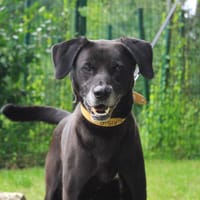 YUNA PAA22928, chienne à adopter