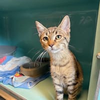 JACK, chat à adopter