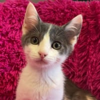 GABIN, chat à adopter