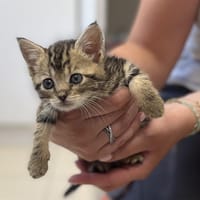 BEIGNET C, chatte à adopter