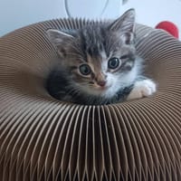 SQUID CHA, chat à adopter