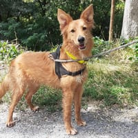 Kim, chien à adopter