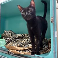 SASAE PAB27595, chatte à adopter
