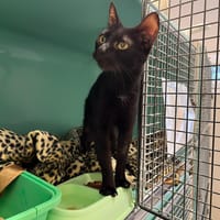 SASAE PAB27595, chatte à adopter