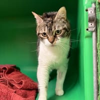 Linguini pab27593, chatte à adopter