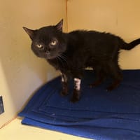 zaza pab27393, chatte à adopter