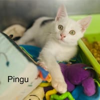 Pingu, chat à adopter