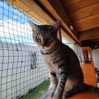 PEPS, chat à adopter