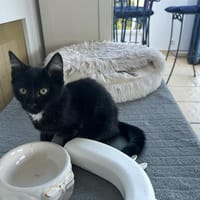 ASTON PAB27606, chat à adopter