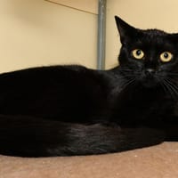 CLYDE A17035, chatte à adopter