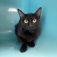 ZABOU, chatte à adopter